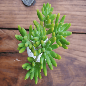 Sedum Pachyphyllum Rose aplanter