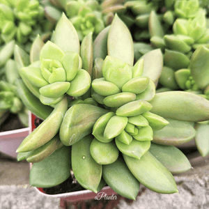 Sedum Green Dolly