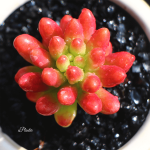 Sedum Rubrotinctum