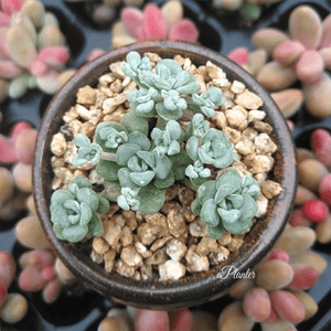 Sedum Spathulifolium