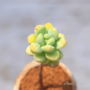 Sedum Treleasei aplanter