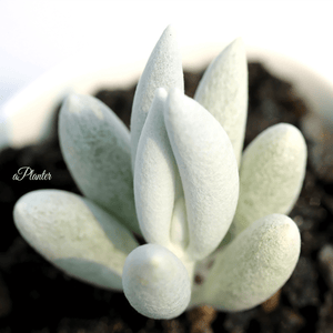 Senecio Haworthii aplanter