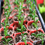 Senecio Peregrinus Dolphin Succulent aplanter