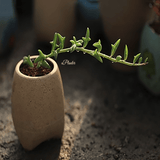 Senecio Peregrinus Dolphin Succulent aplanter