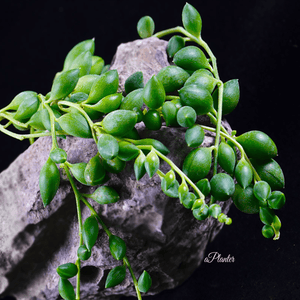 Senecio Rowleyanus aplanter