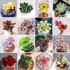 Set Of 3 Best Seller Colorful Succulents - Monthly Mystery Box aplanter
